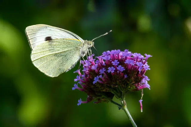 Butterfly image